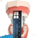 ET Dental Precision Measuring Ruler_7.jpg