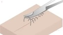 Fox Metzenbaum Scissors Curved SB 20 cm  8  MS012_5.jpg