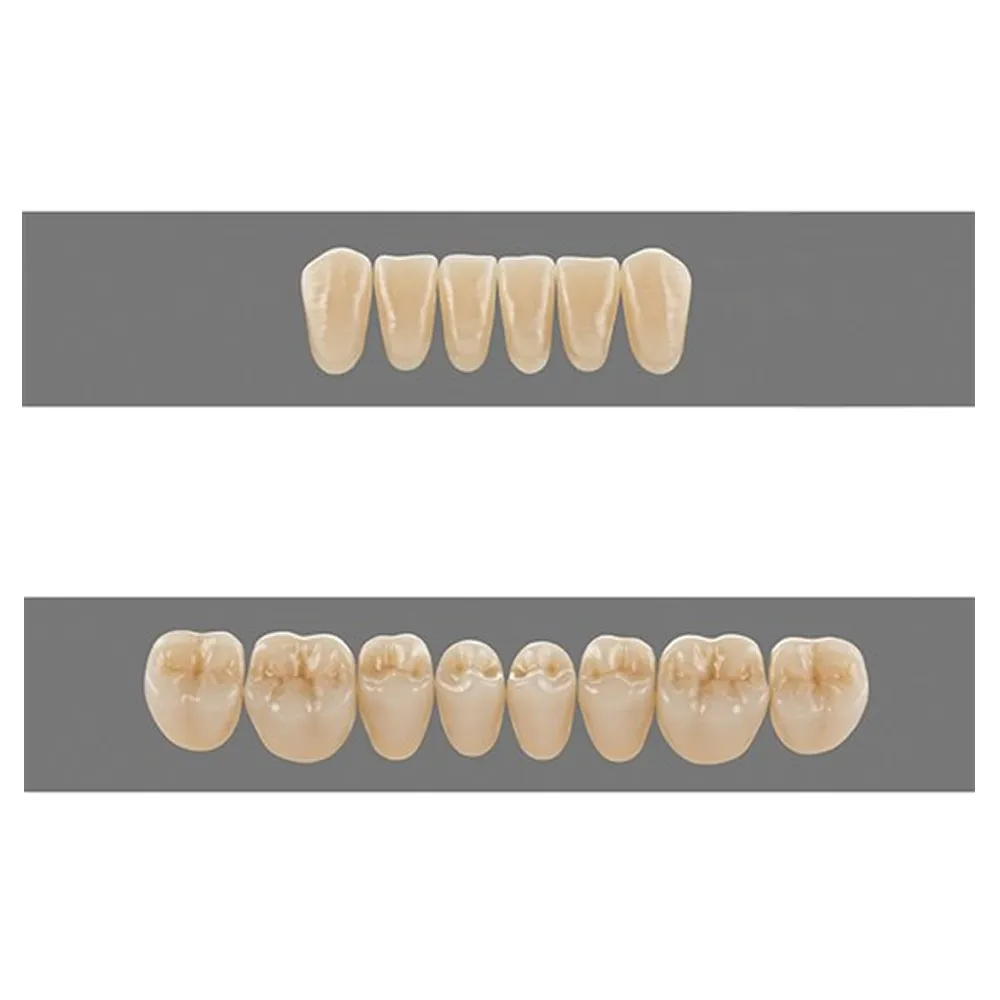Vita MFT Denture Teeth T431M1 Set of 28_6.jpg