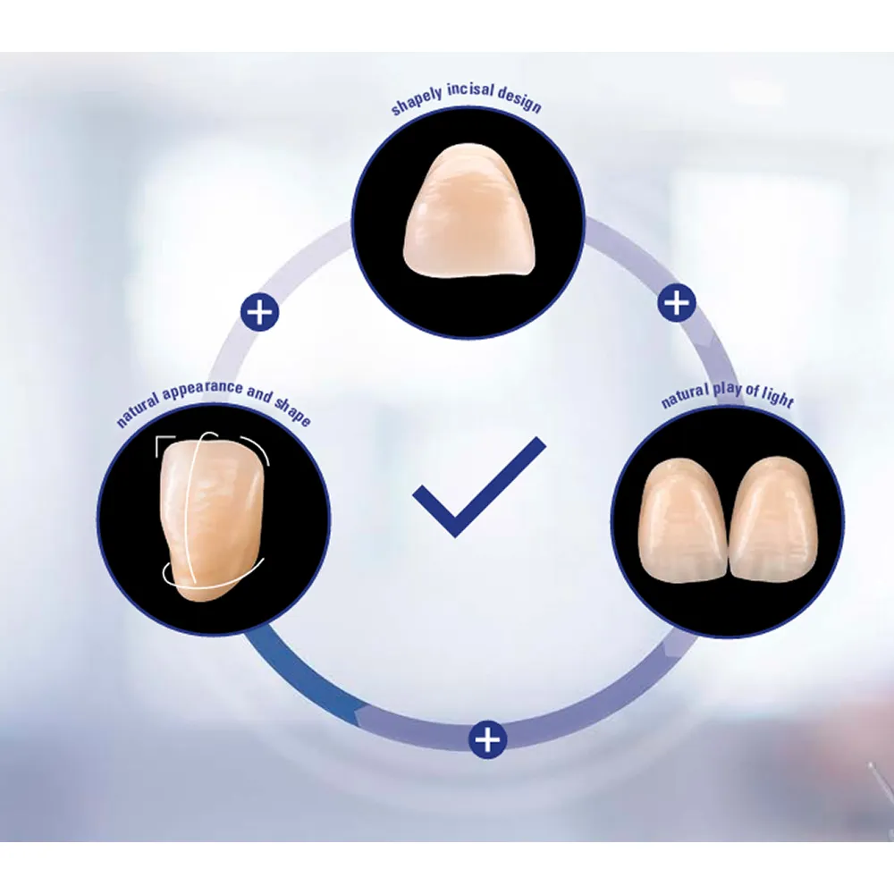 Vita MFT Denture Teeth T431M1 Set of 28_7.jpg