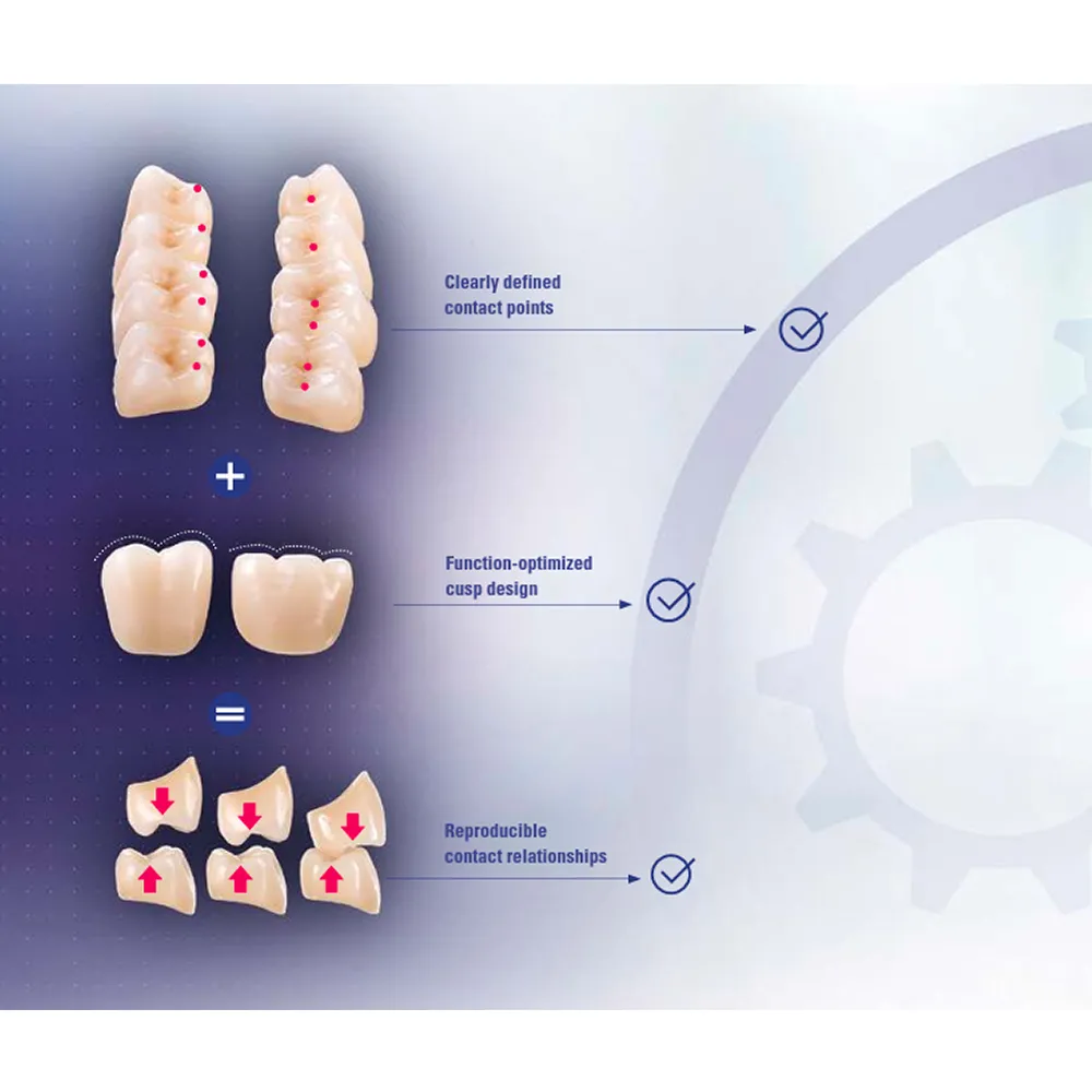 Vita MFT Denture Teeth T431M1 Set of 28_9.jpg